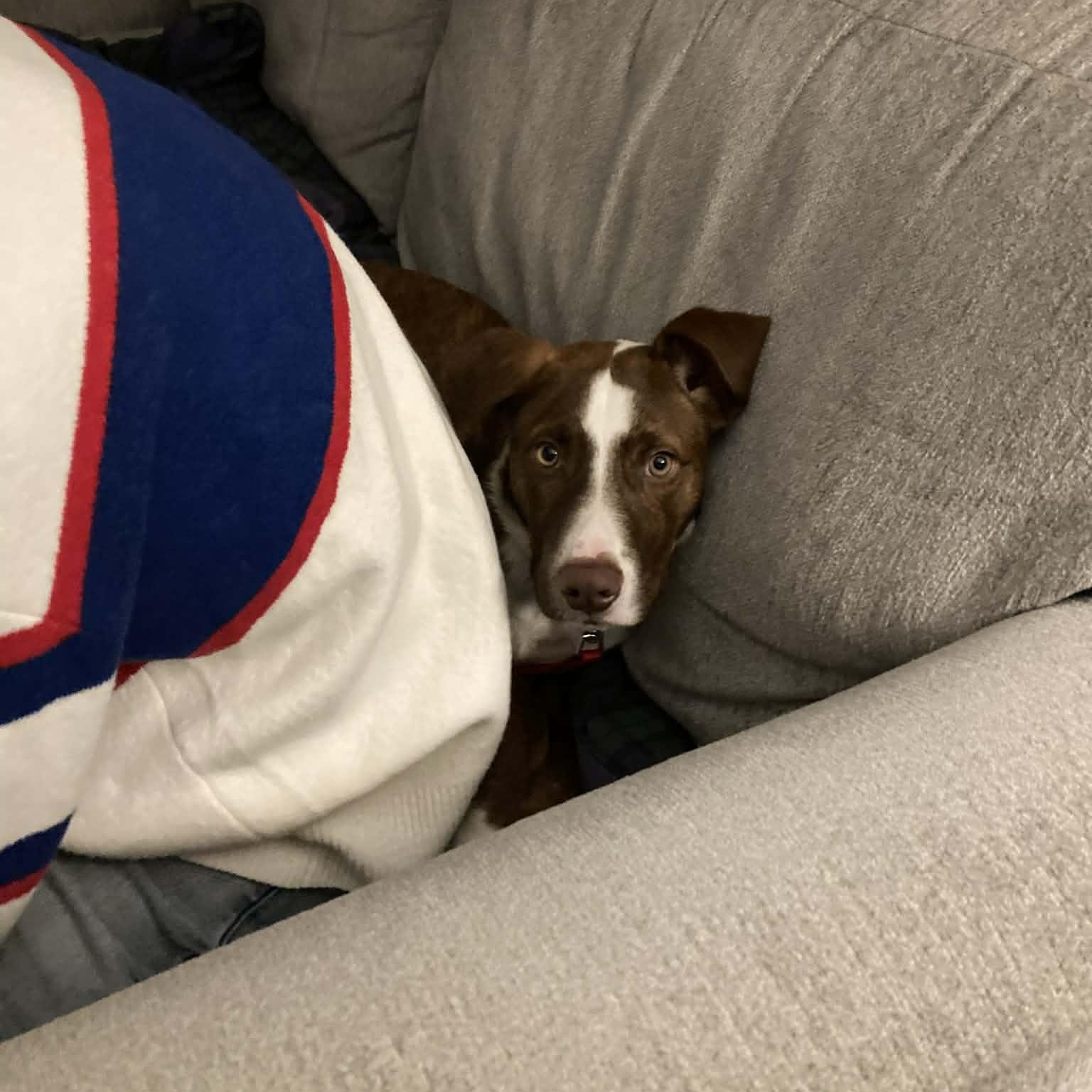 Charlie Brown, a ADOPTABLE Mixed Breed in Woolwich, ME image 2/3