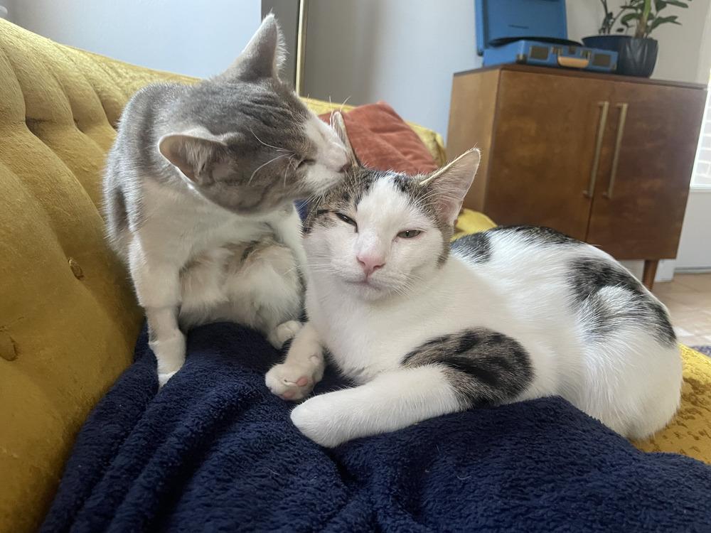 Enlarge Guppy & Tadpole, a Adoptable mixed breed in New York, NY image 2/6