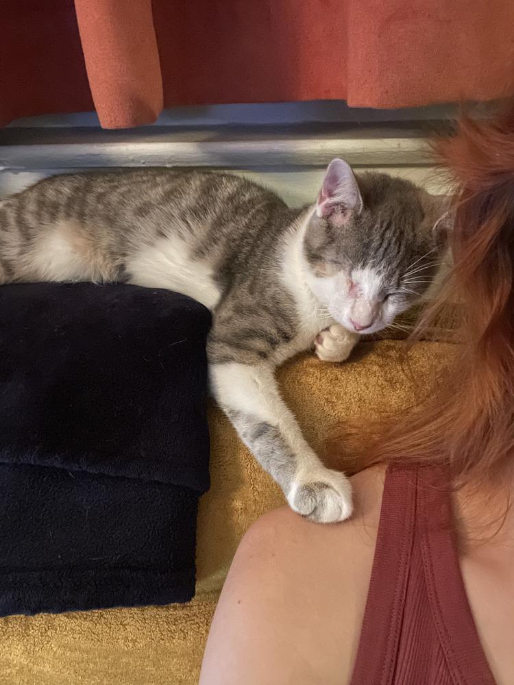 Enlarge Guppy & Tadpole, a Adoptable mixed breed in New York, NY image 3/6