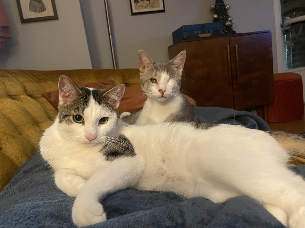 Enlarge Guppy & Tadpole, a Adoptable mixed breed in New York, NY image 4/6