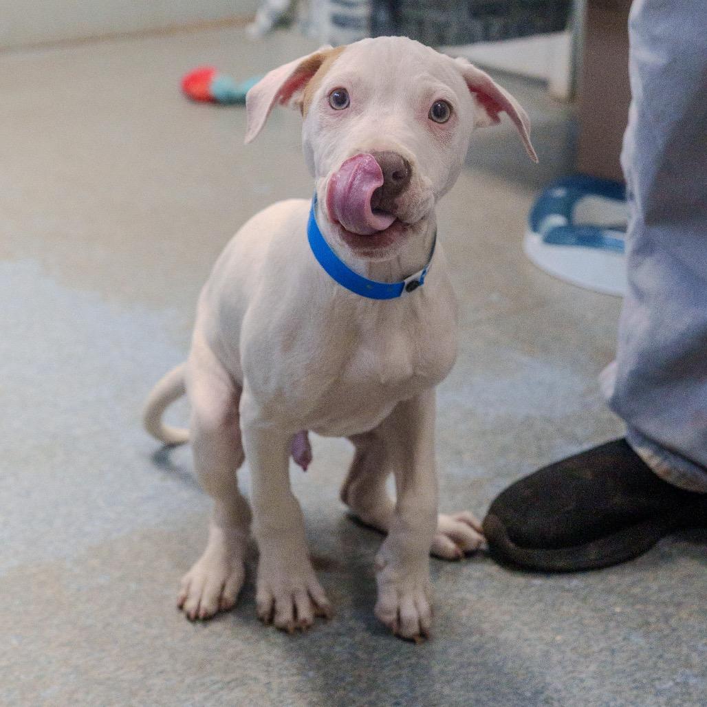 Enlarge Braddock, a Adoptable mixed breed in Pawling, NY image 1/6