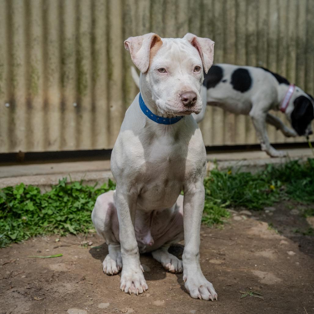 Enlarge Braddock, a Adoptable mixed breed in Pawling, NY image 2/3