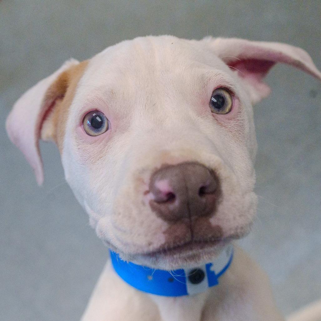 Enlarge Braddock, a Adoptable mixed breed in Pawling, NY image 3/6