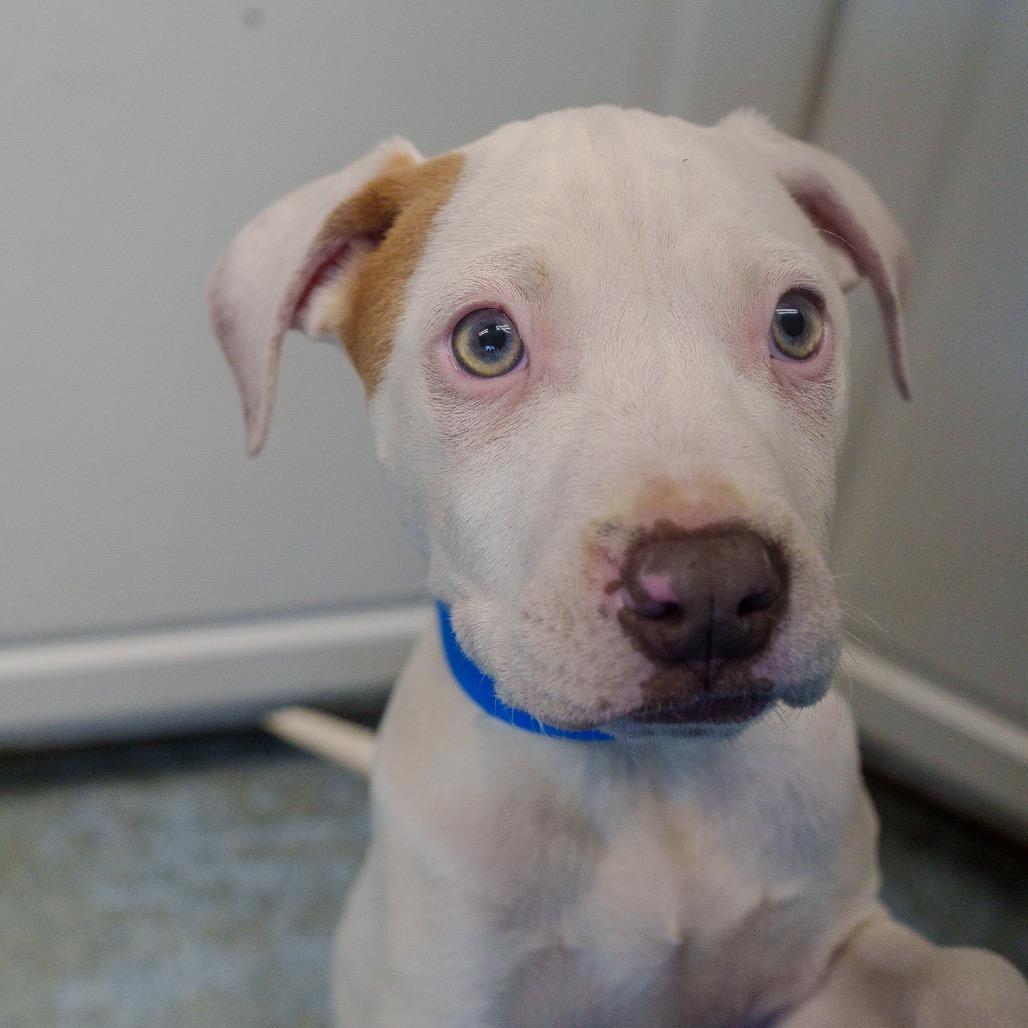 Enlarge Braddock, a Adoptable mixed breed in Pawling, NY image 4/6