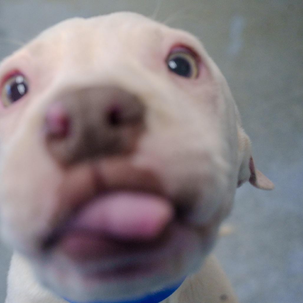 Enlarge Braddock, a Adoptable mixed breed in Pawling, NY image 5/6