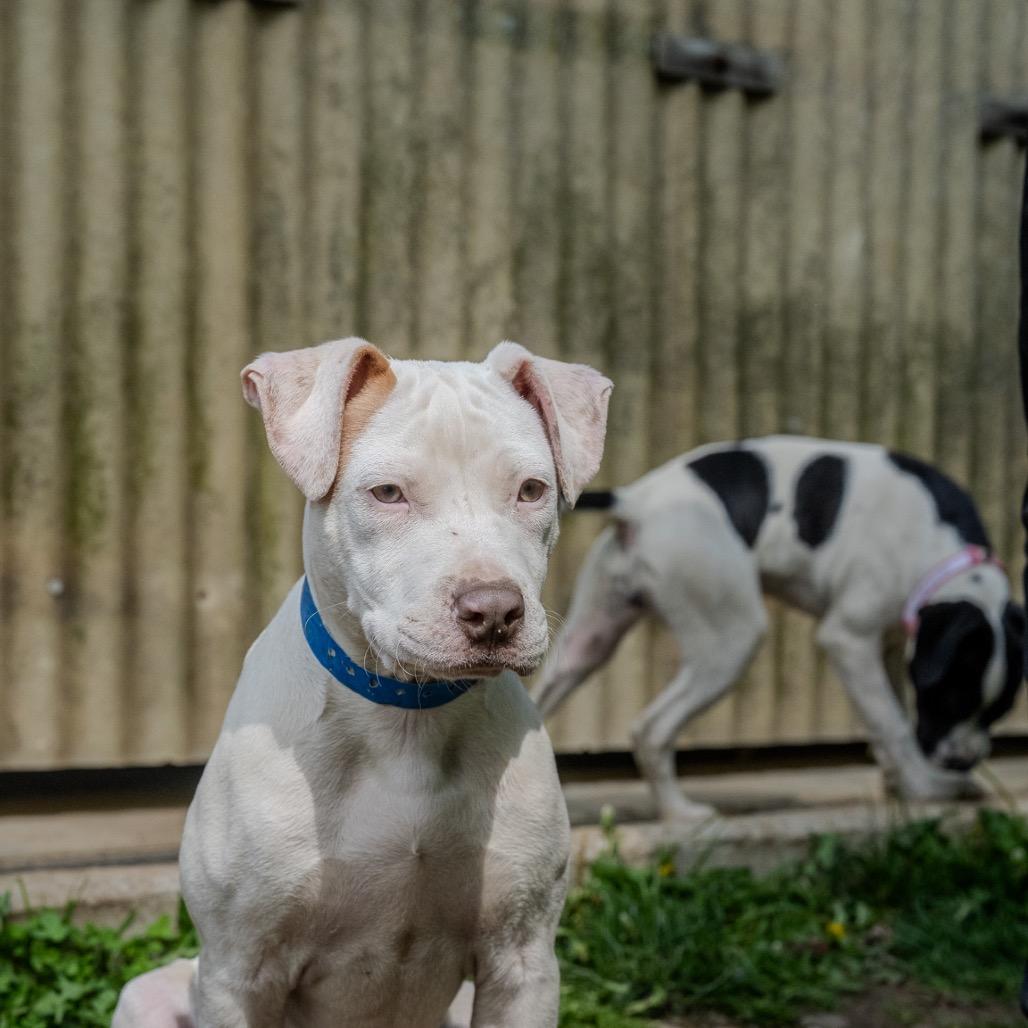 Enlarge Braddock, a Adoptable mixed breed in Pawling, NY image 3/3