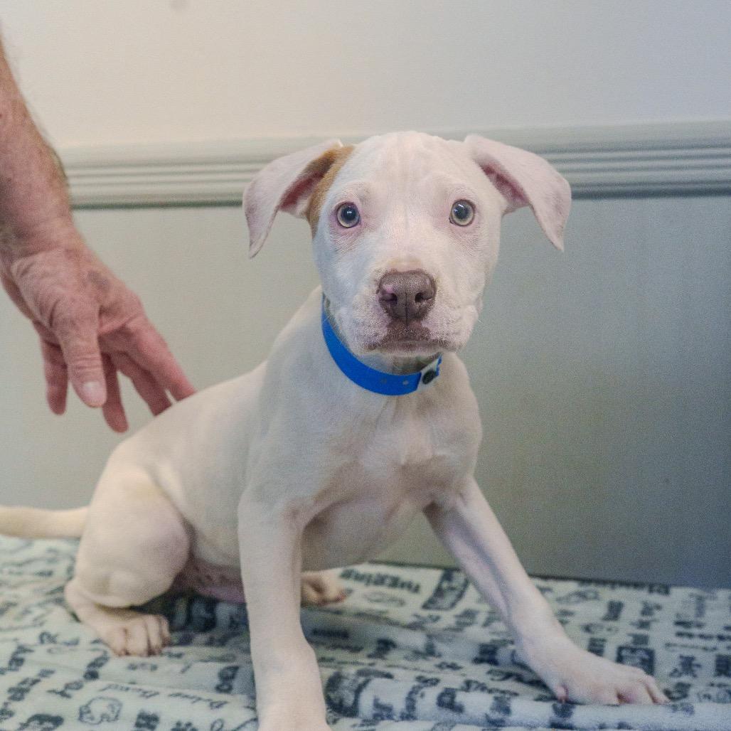 Enlarge Braddock, a Adoptable mixed breed in Pawling, NY image 6/6