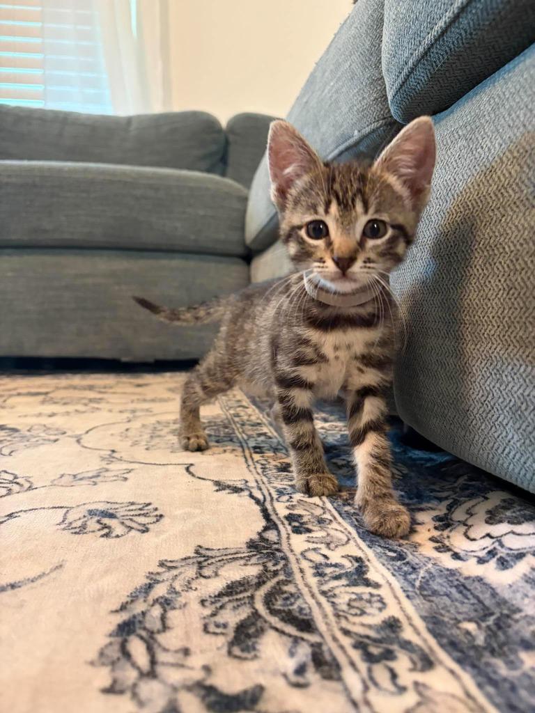 Enlarge Frankie, a Adoptable mixed breed in Sebastian, FL image 3/3