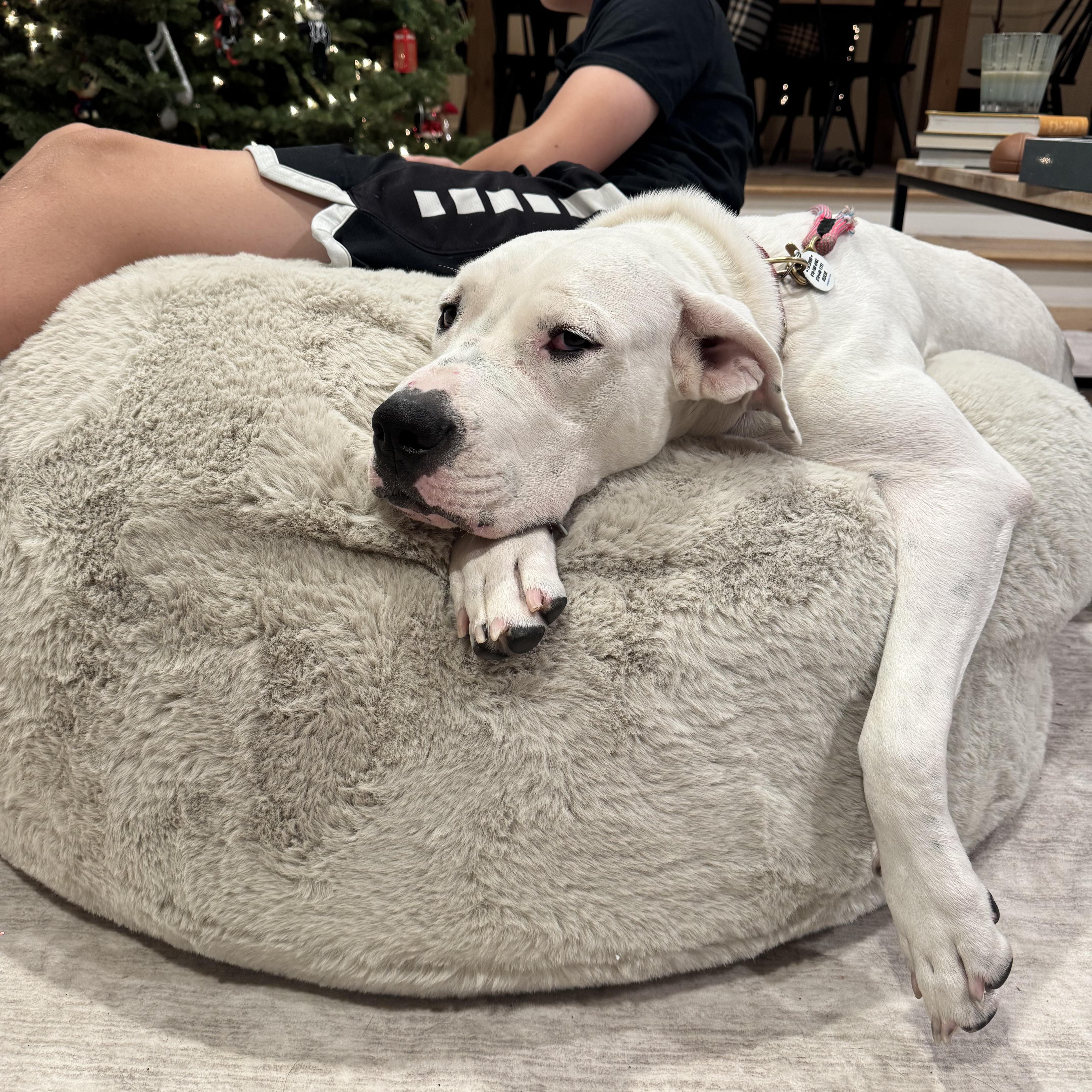 Dolly , a Adoptable mixed breed in Sun Valley, CA image 6/6