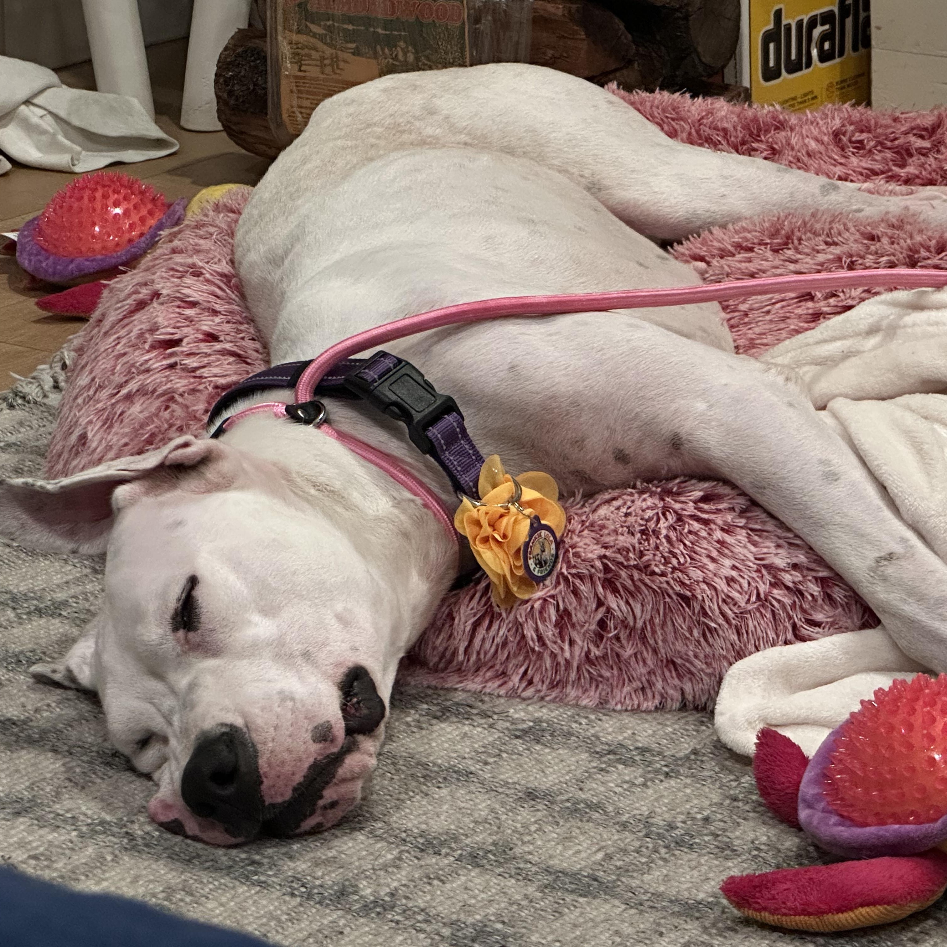 Dolly , a Adoptable mixed breed in Sun Valley, CA image 3/6