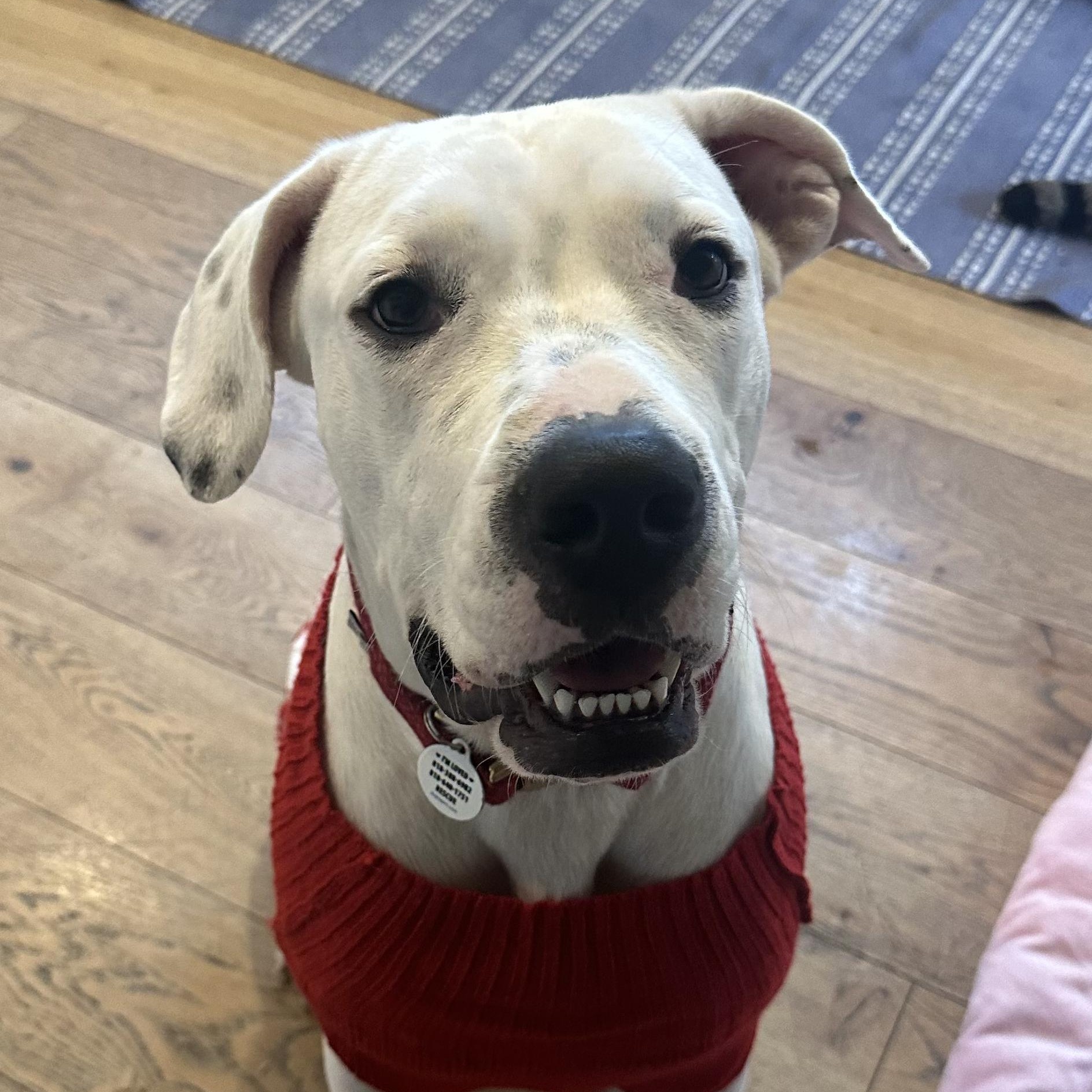 Dolly , Adoptable, Young Female Pit Bull Terrier & Dogo Argentino.