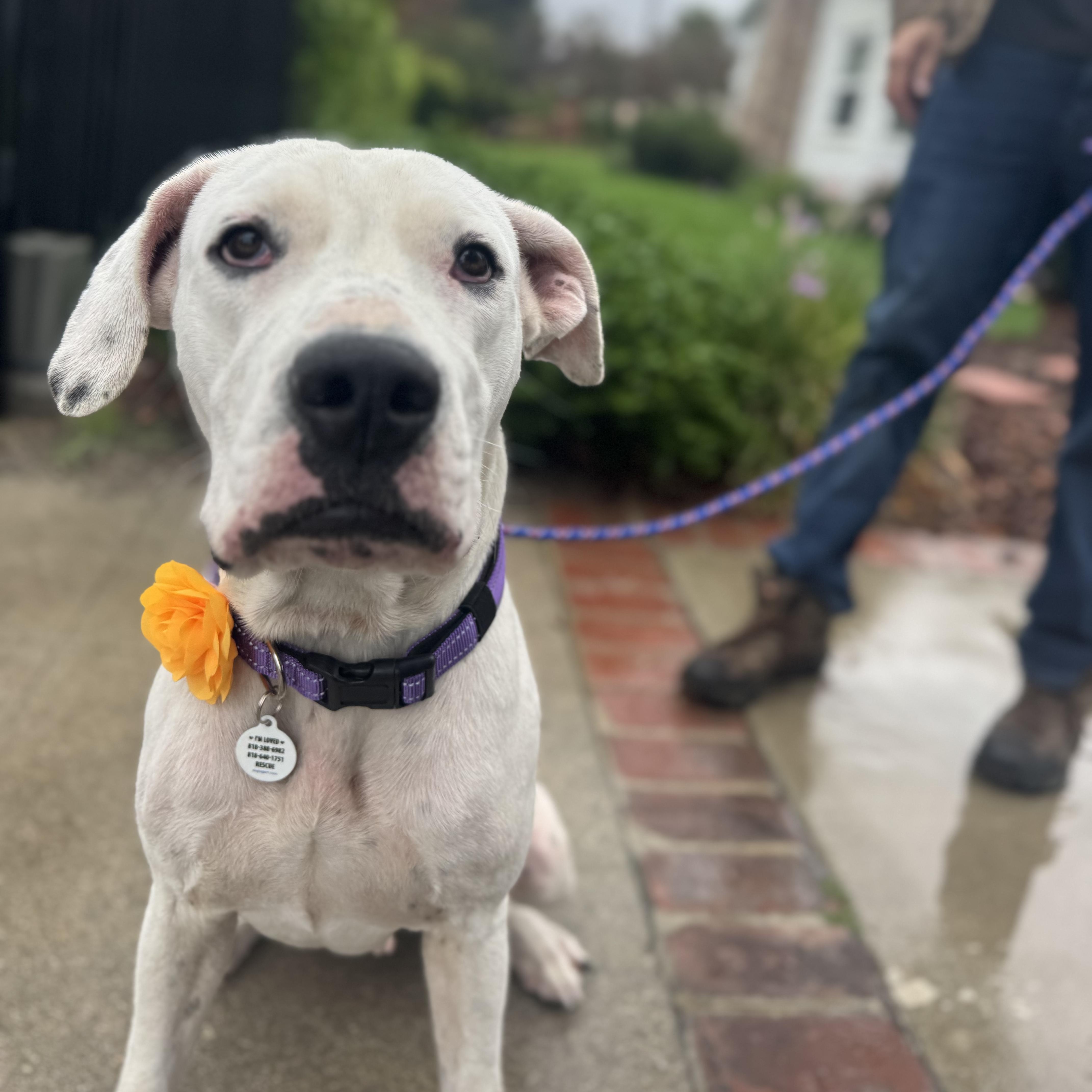 Dolly , a Adoptable mixed breed in Sun Valley, CA image 4/6