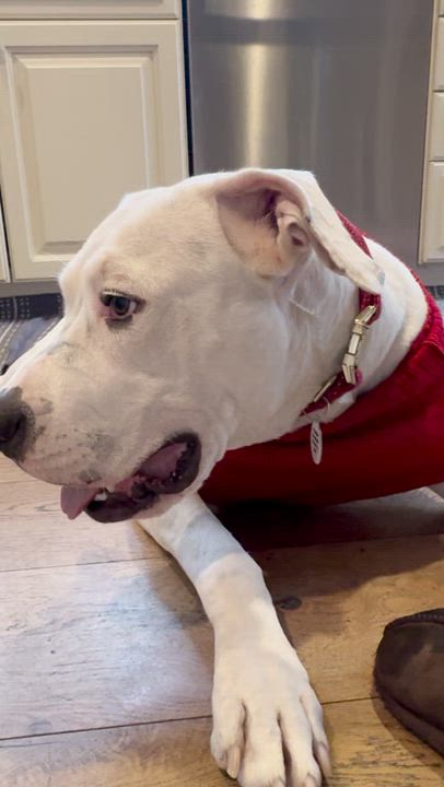 Enlarge Dolly , a Adoptable mixed breed in Sun Valley, CA video 5/6