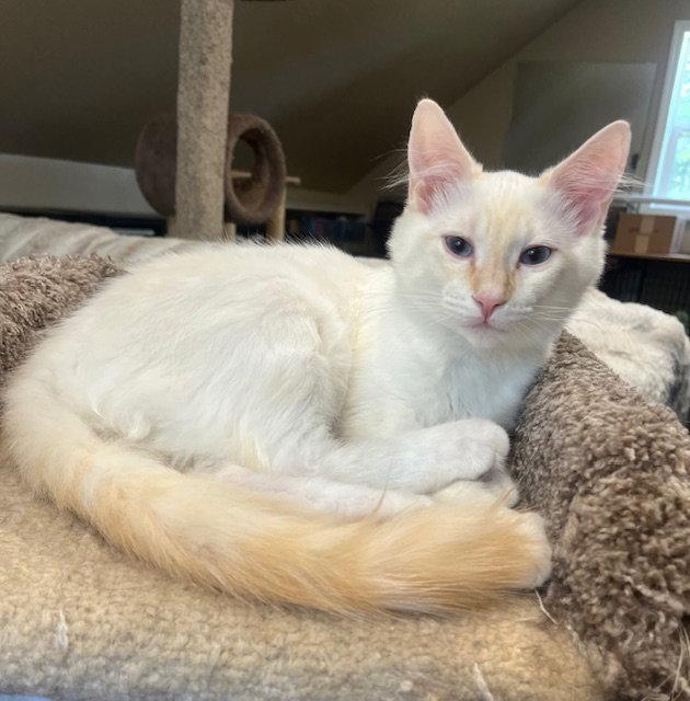 Enlarge Vivaldi, a Adopted Domestic Medium Hair in Burlington, WA image 2/3