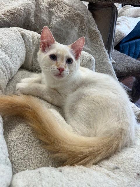 Enlarge Vivaldi, a Adopted Domestic Medium Hair in Burlington, WA image 3/3