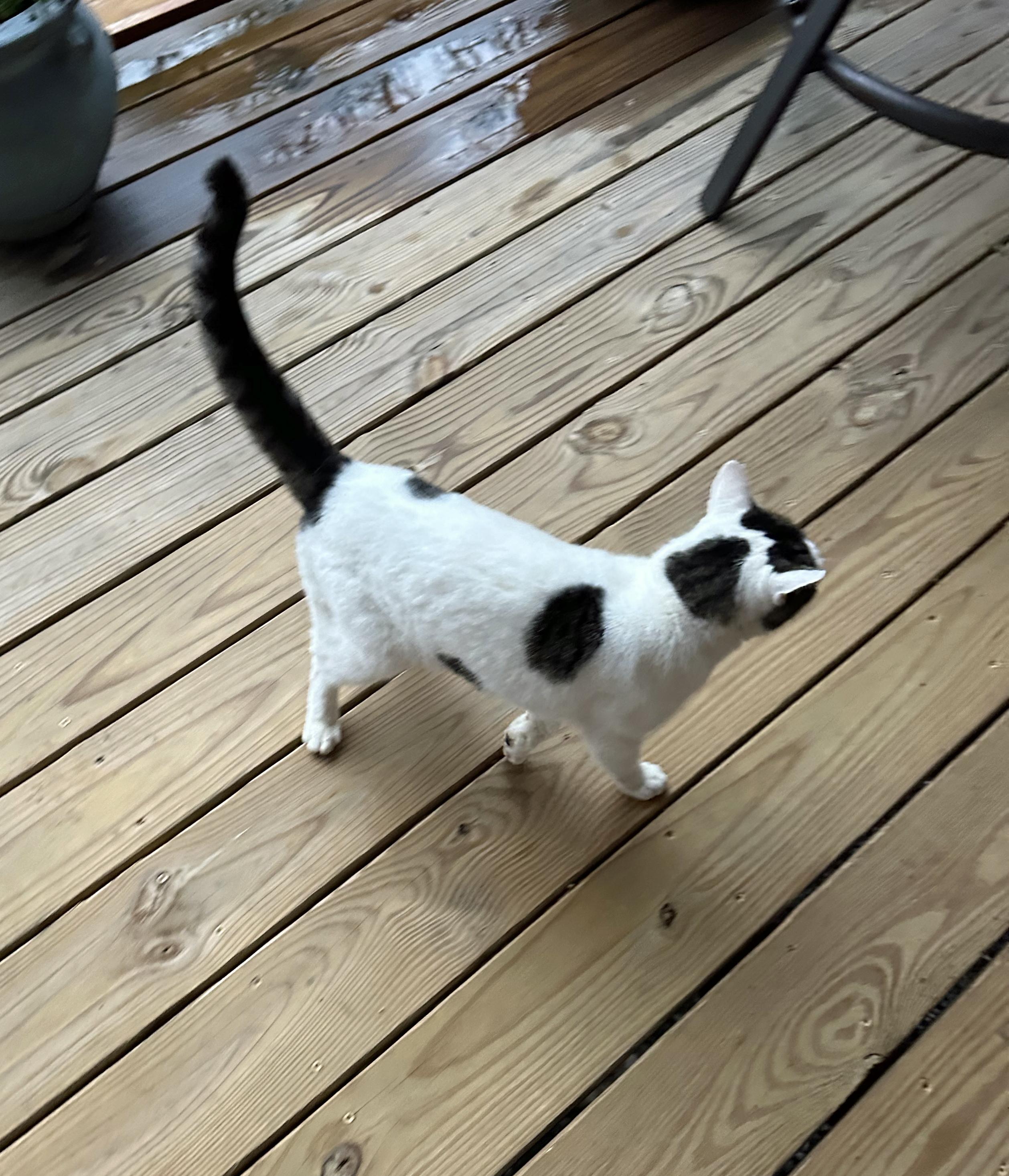Gracie