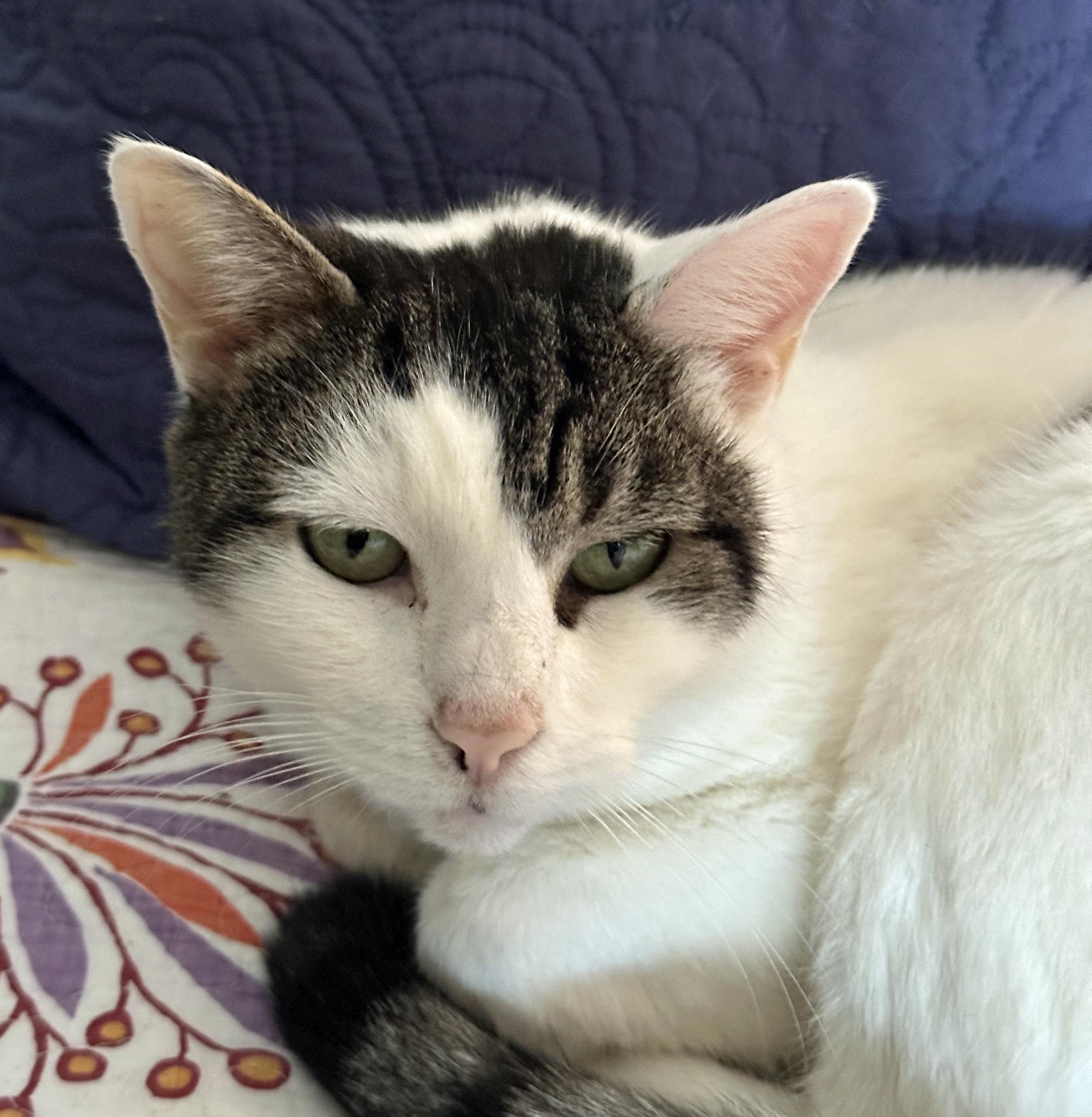 Gracie