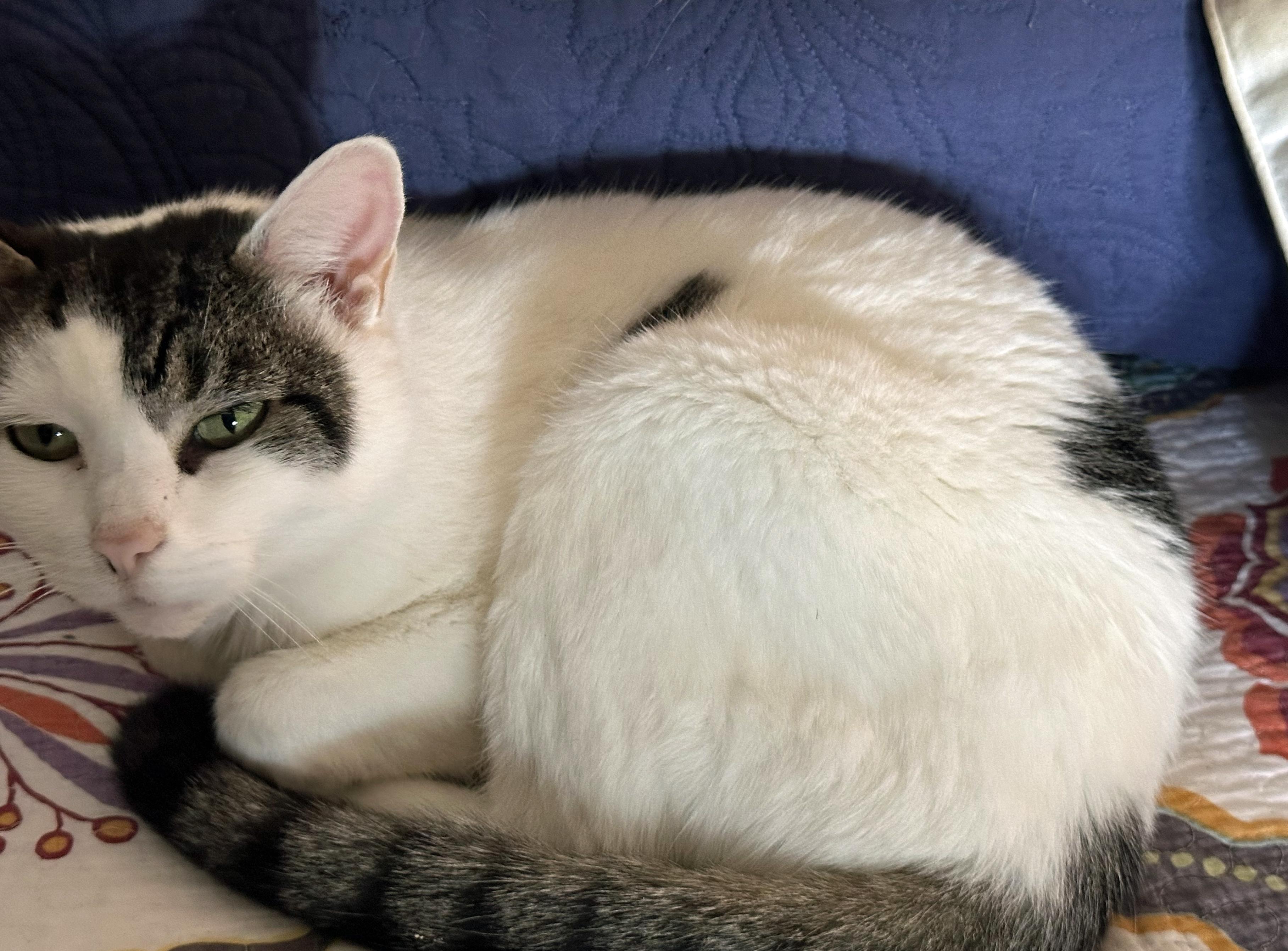 Gracie