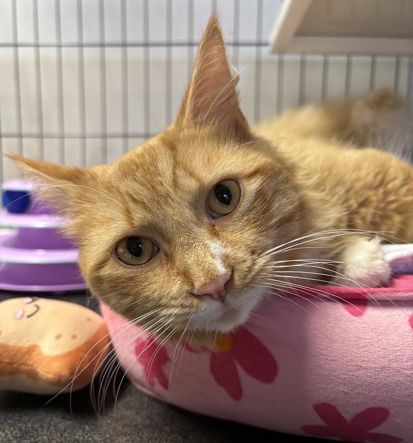 Enlarge Pumpkin Pie, a ADOPTABLE Domestic Medium Hair in Marblehead, MA image 2/2