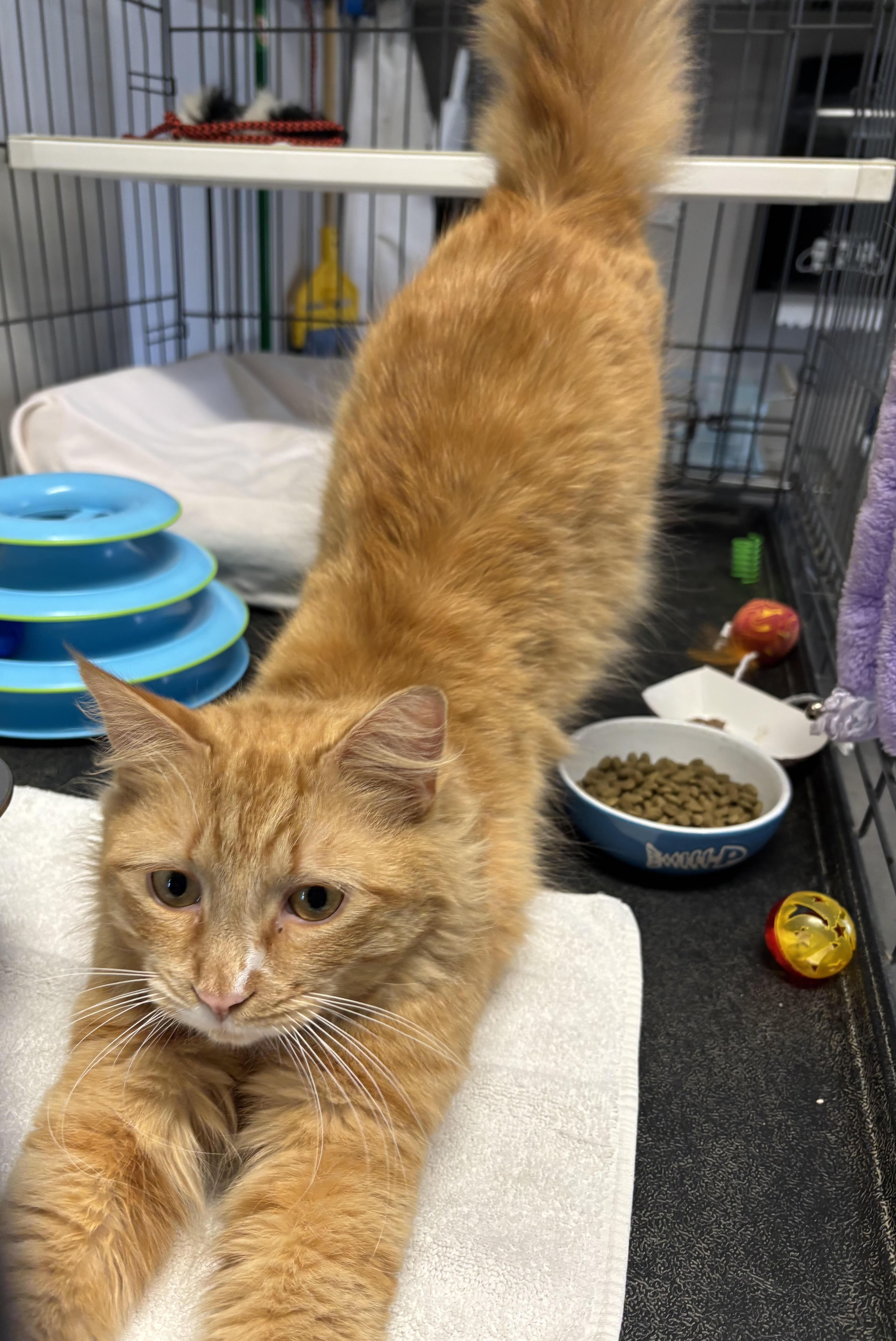 Enlarge Pumpkin Pie, a ADOPTABLE Domestic Medium Hair in Marblehead, MA image 1/2