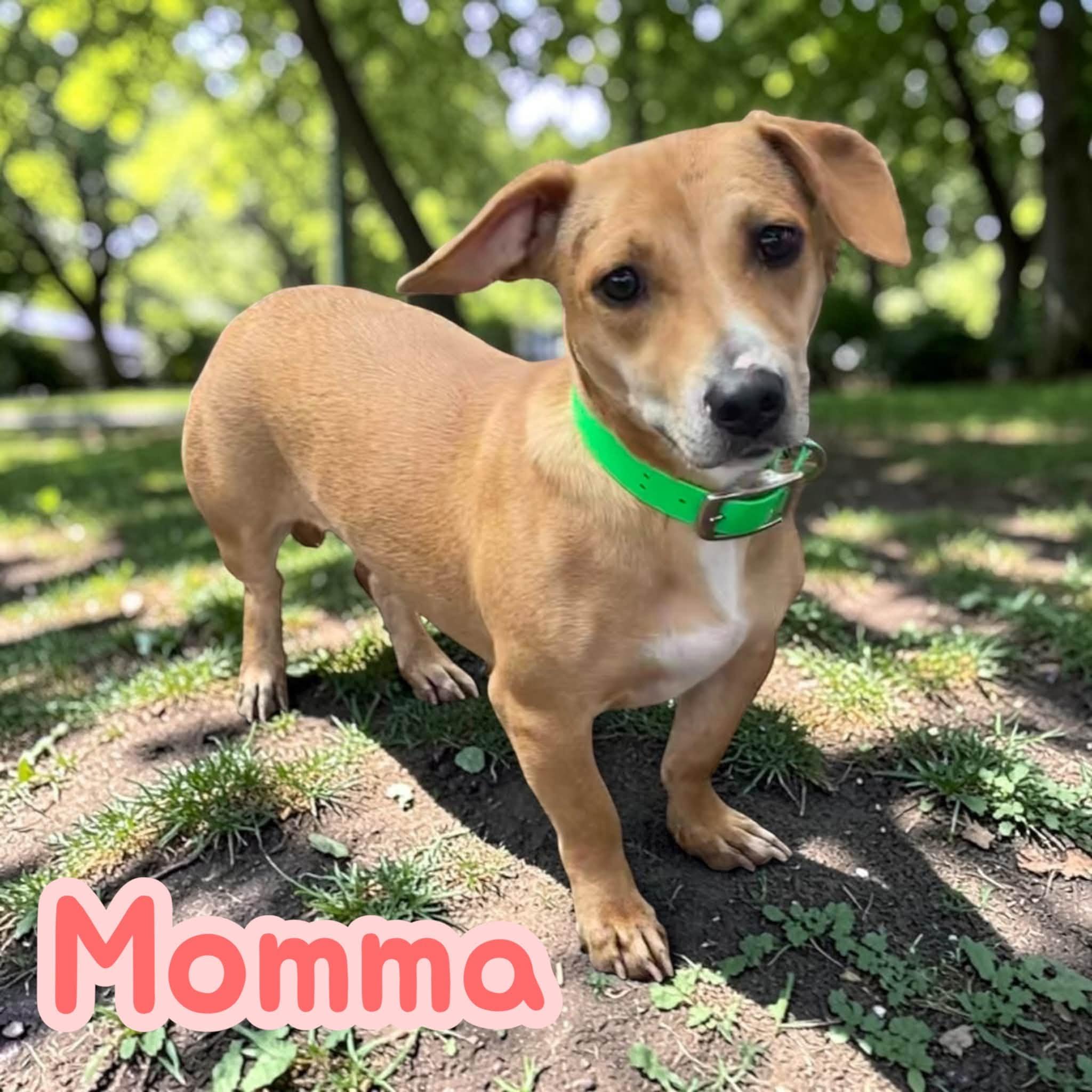 Enlarge Momma - Give me time to trust you and I will reward you with endless snuggles, a Adoptable mixed breed in Greeneville, TN image 3/4