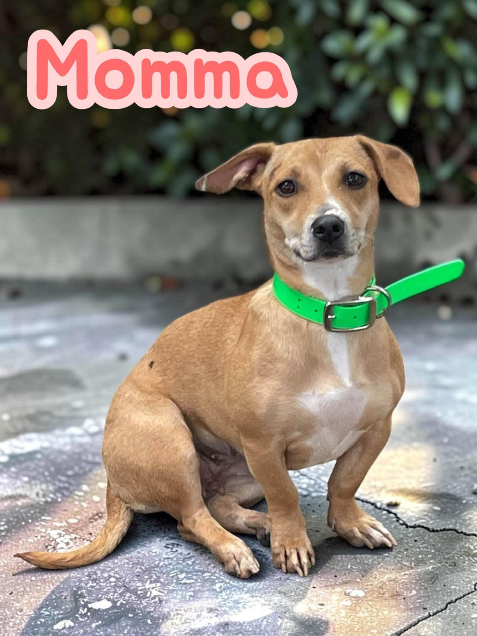 Enlarge Momma - Give me time to trust you and I will reward you with endless snuggles, a Adoptable mixed breed in Greeneville, TN image 2/4