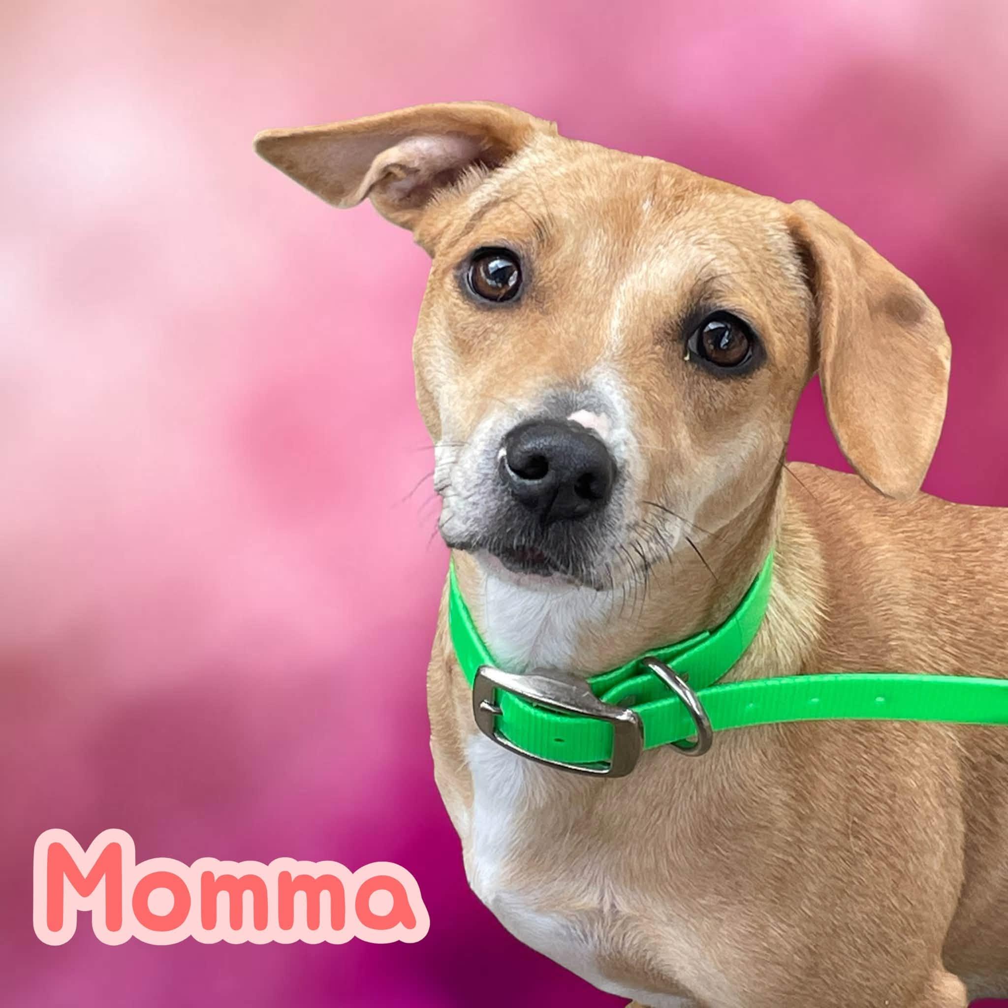 Enlarge Momma - Give me time to trust you and I will reward you with endless snuggles, a Adoptable mixed breed in Greeneville, TN image 1/4