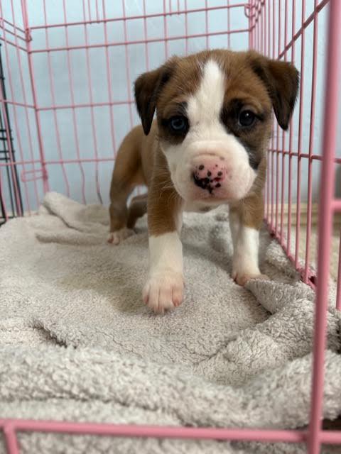 Penelope thumbnail 2