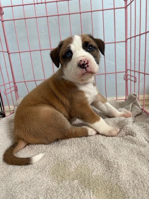 Penelope thumbnail 3