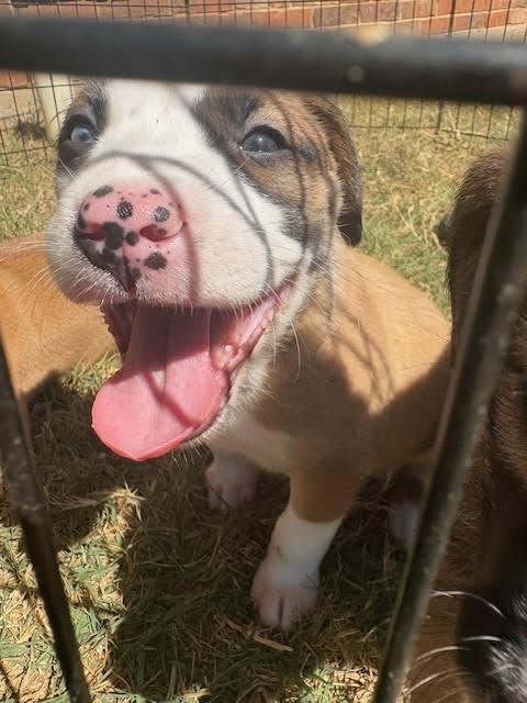 Penelope thumbnail 5