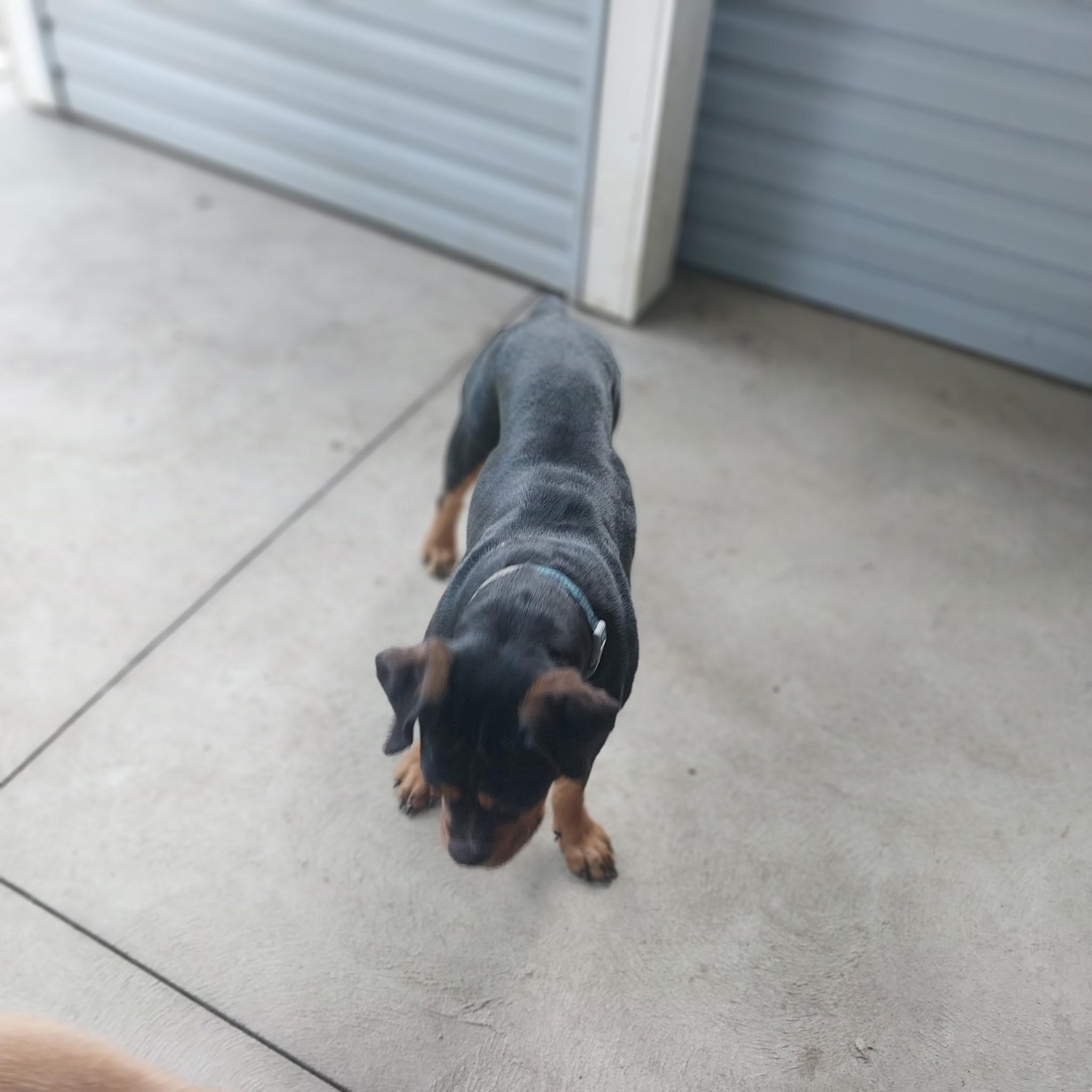 Enlarge Mimi, a Adopted mixed breed in New Franklin, OH image 1/4