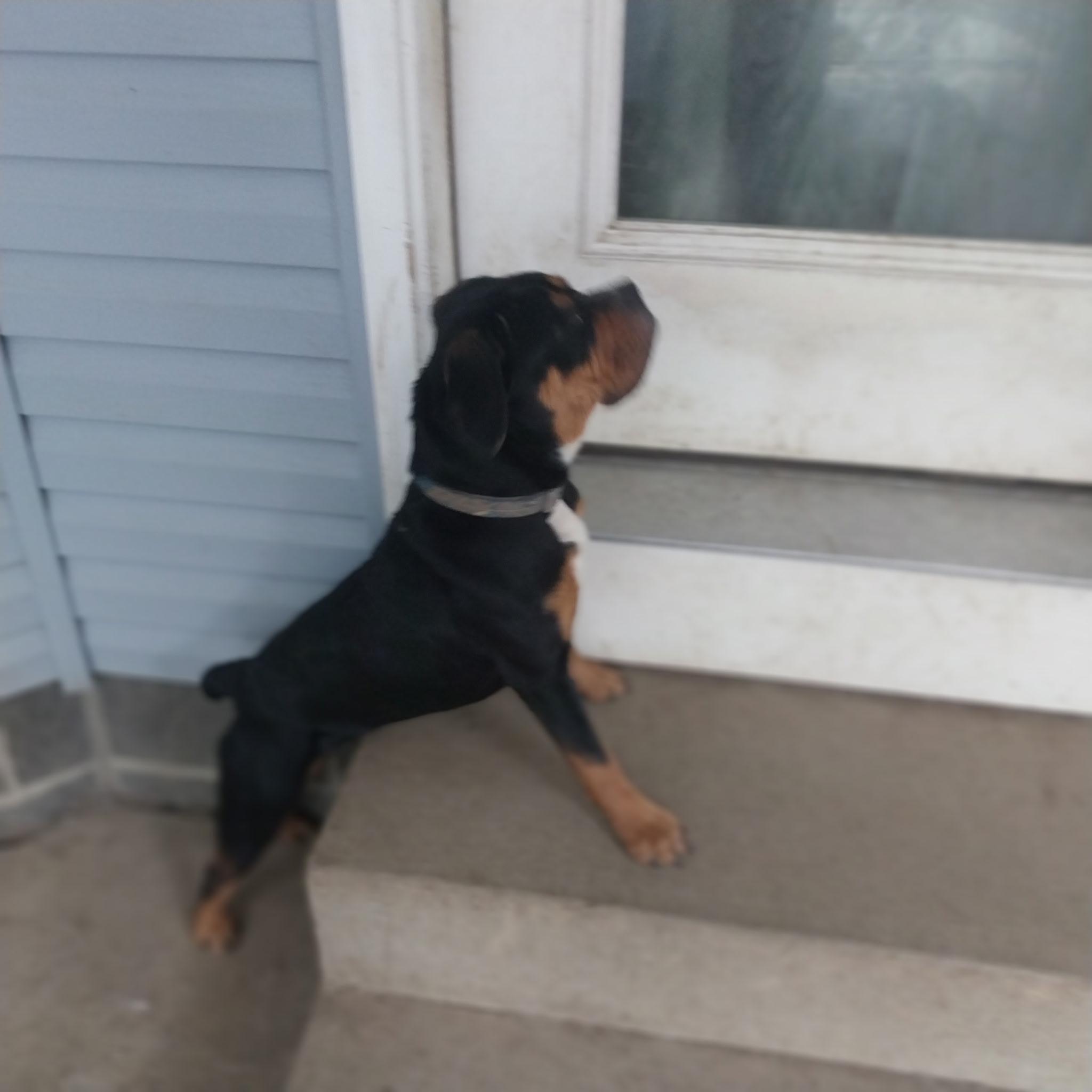 Enlarge Mimi, a Adopted mixed breed in New Franklin, OH image 2/4