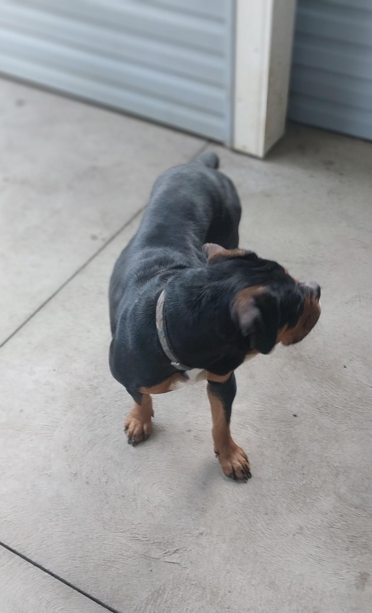 Enlarge Mimi, a Adopted mixed breed in New Franklin, OH image 4/4