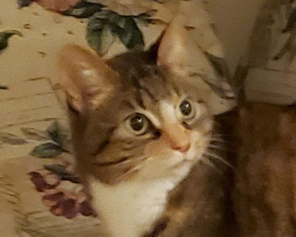 Piper, Adult Female unknown