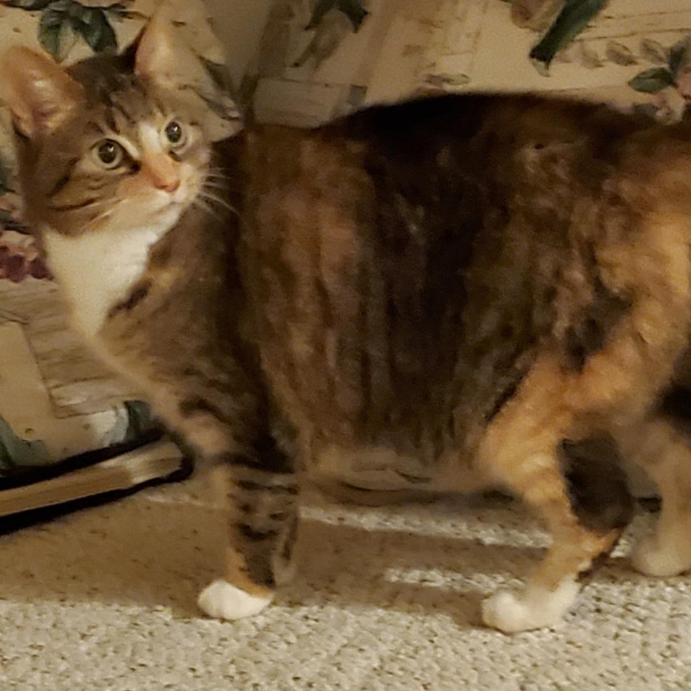 Piper photo 2