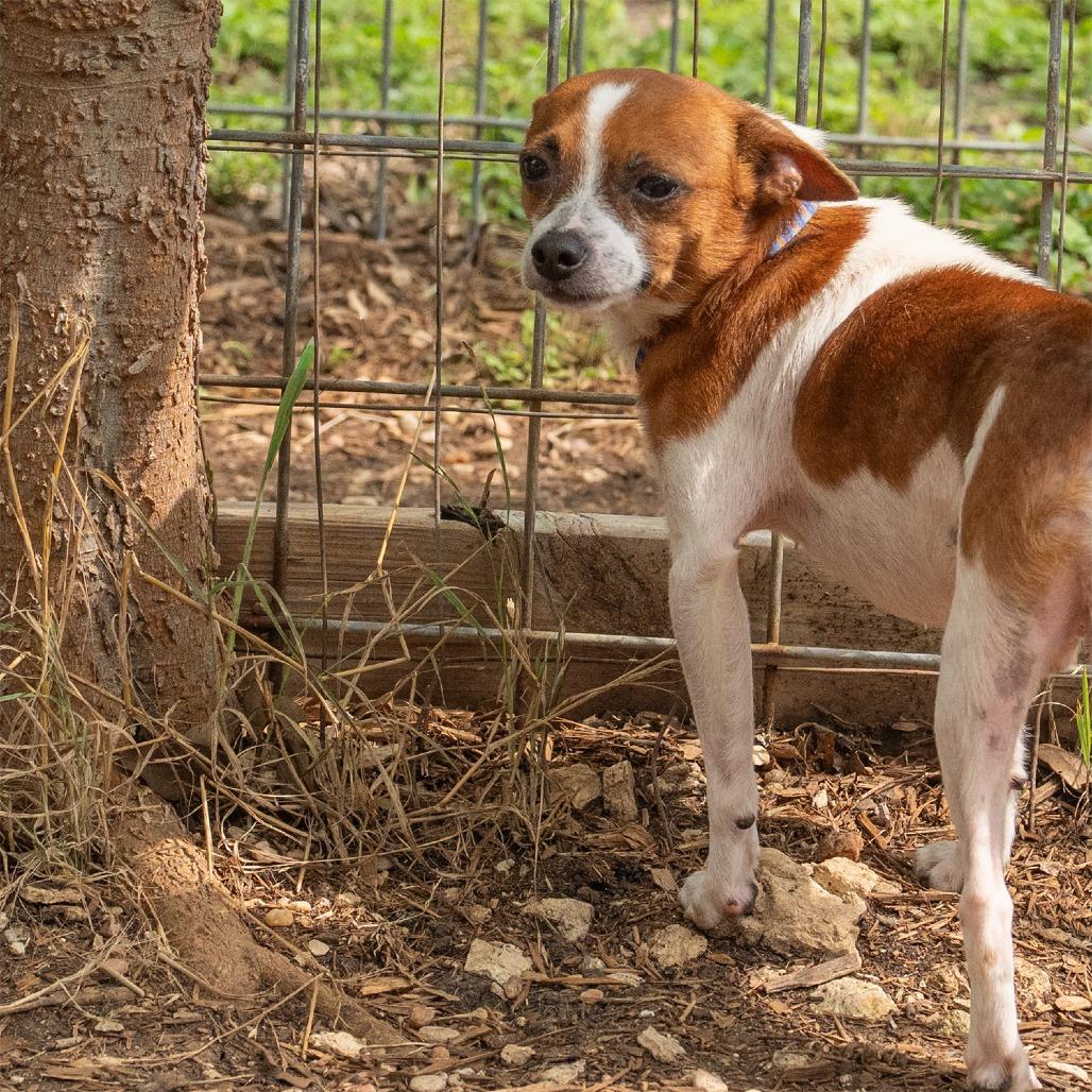 Dewey, a Adoptable mixed breed in Wimberley, TX image 2/6