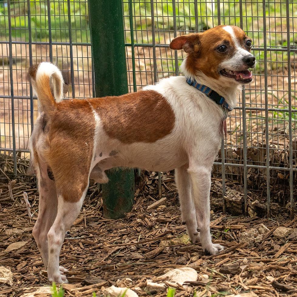 Dewey, a Adoptable mixed breed in Wimberley, TX image 3/6
