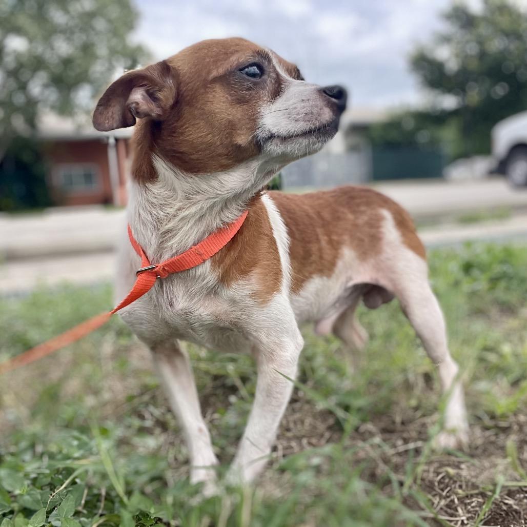 Dewey, a Adoptable mixed breed in Wimberley, TX image 4/6