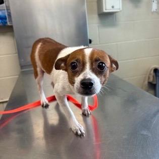 Dewey, a Adoptable mixed breed in Wimberley, TX image 5/6
