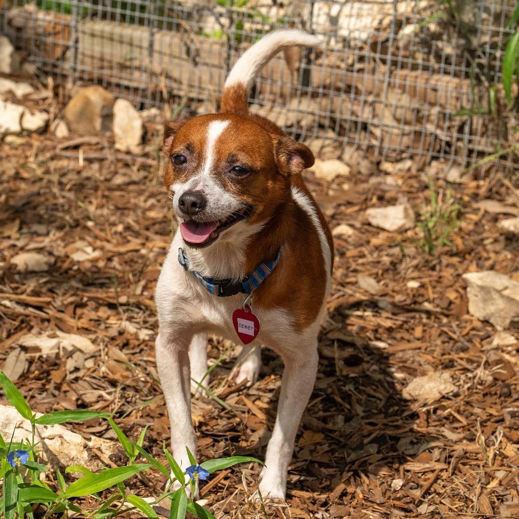 Dewey, a Adoptable mixed breed in Wimberley, TX image 6/6