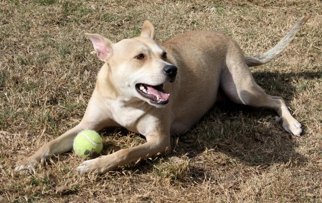 Enlarge FIONA, a ADOPTABLE mixed breed in Carrollton, TX image 3/4
