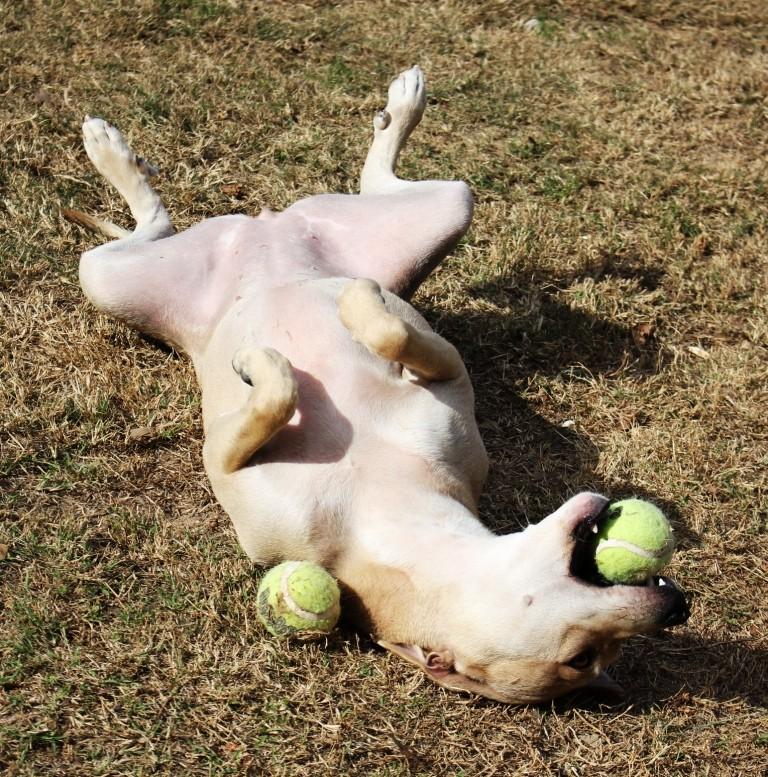 Enlarge FIONA, a ADOPTABLE mixed breed in Carrollton, TX image 2/4