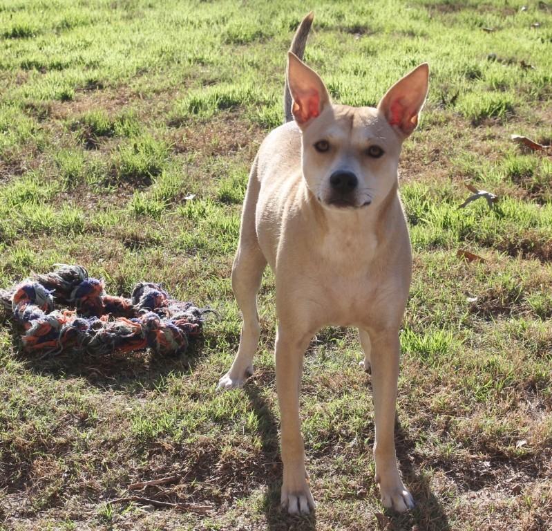 FIONA, ADOPTABLE, Young Female Terrier.