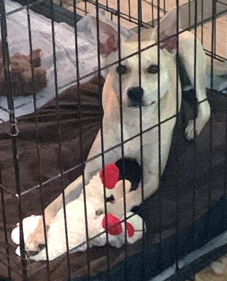 Enlarge FIONA, a ADOPTABLE mixed breed in Carrollton, TX image 4/4