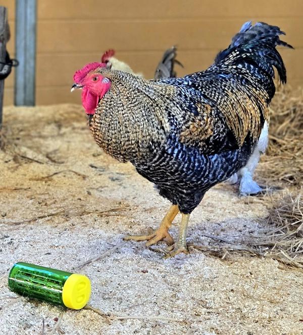 Faisan, Adoptable, Adult Male Chicken.