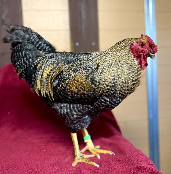 Enlarge Faisan, a Adoptable mixed breed in Monterey, CA image 3/6