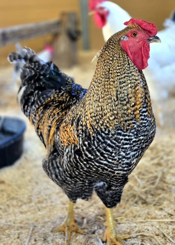 Enlarge Faisan, a Adoptable mixed breed in Monterey, CA image 6/6