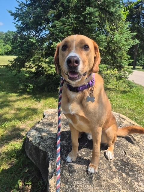 Sherlock, Adoptable, Adult Male Great Pyrenees & Labrador Retriever.