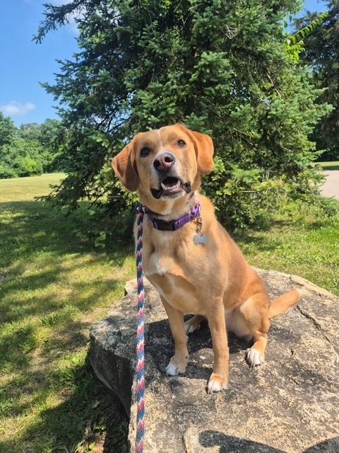 Enlarge Sherlock, a Adoptable mixed breed in Mundelein, IL image 2/2