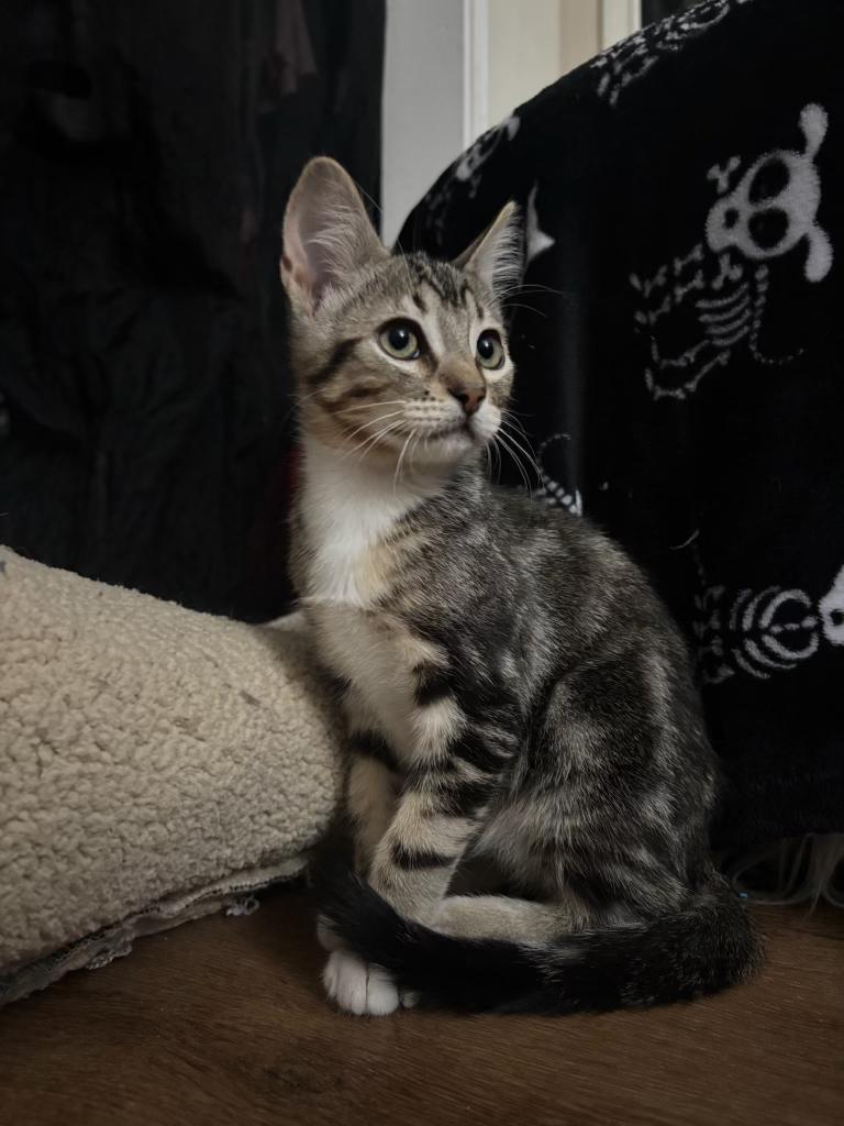 Enlarge Fizz, a Adoptable Domestic Medium Hair in Davis, CA image 2/3